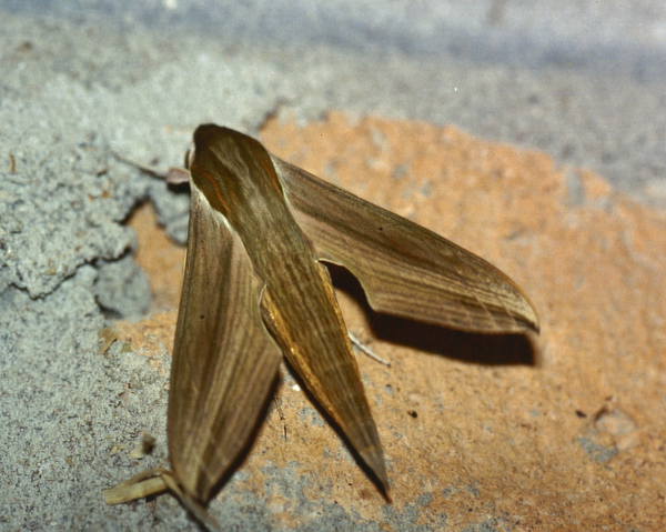 /filer/webapps/moths/media/images/E/eson_Hippotion_A_Roland_01.jpg
