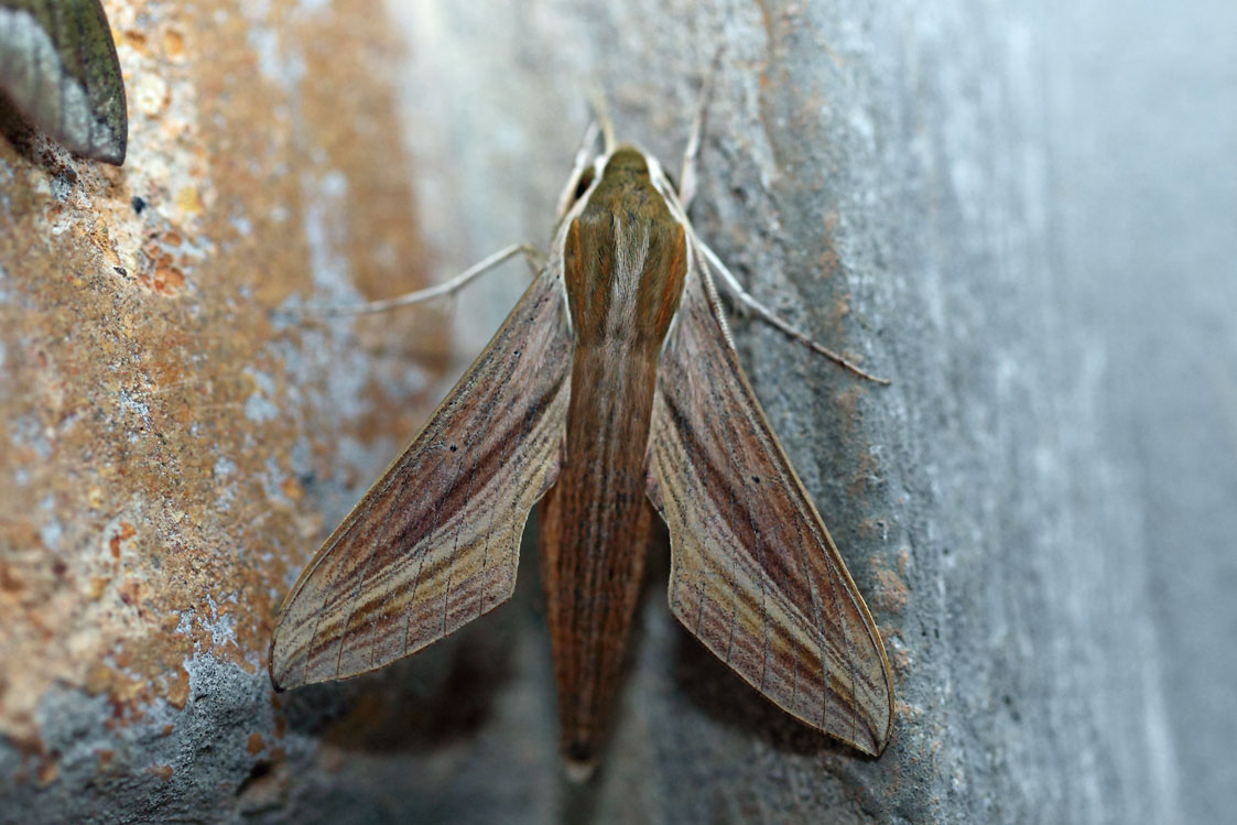 /filer/webapps/moths/media/images/E/eson_Hippotion_A_Voaden_01.jpg