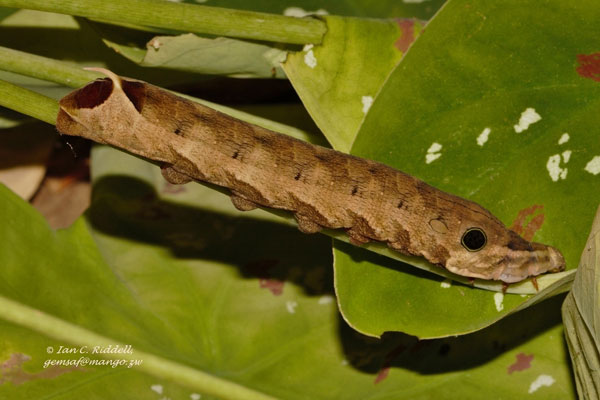 /filer/webapps/moths/media/images/E/eson_Hippotion_C_Riddell.jpg