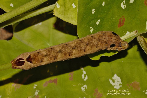 /filer/webapps/moths/media/images/E/eson_Hippotion_C_Riddell_02.jpg