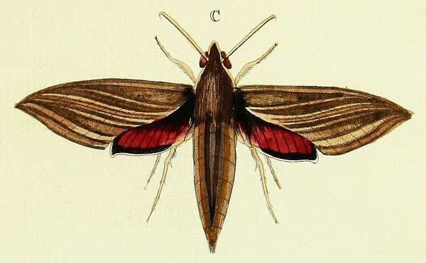 /filer/webapps/moths/media/images/E/eson_Hippotion_Cramer3_226_C.jpg