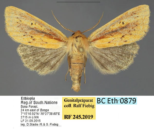 /filer/webapps/moths/media/images/E/etchecopari_Sciomesa_AM_Fiebiga.jpg