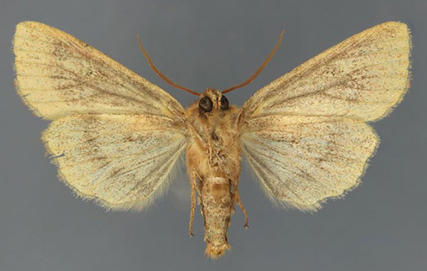 /filer/webapps/moths/media/images/E/etchecopari_Sciomesa_AM_Fiebigb.jpg