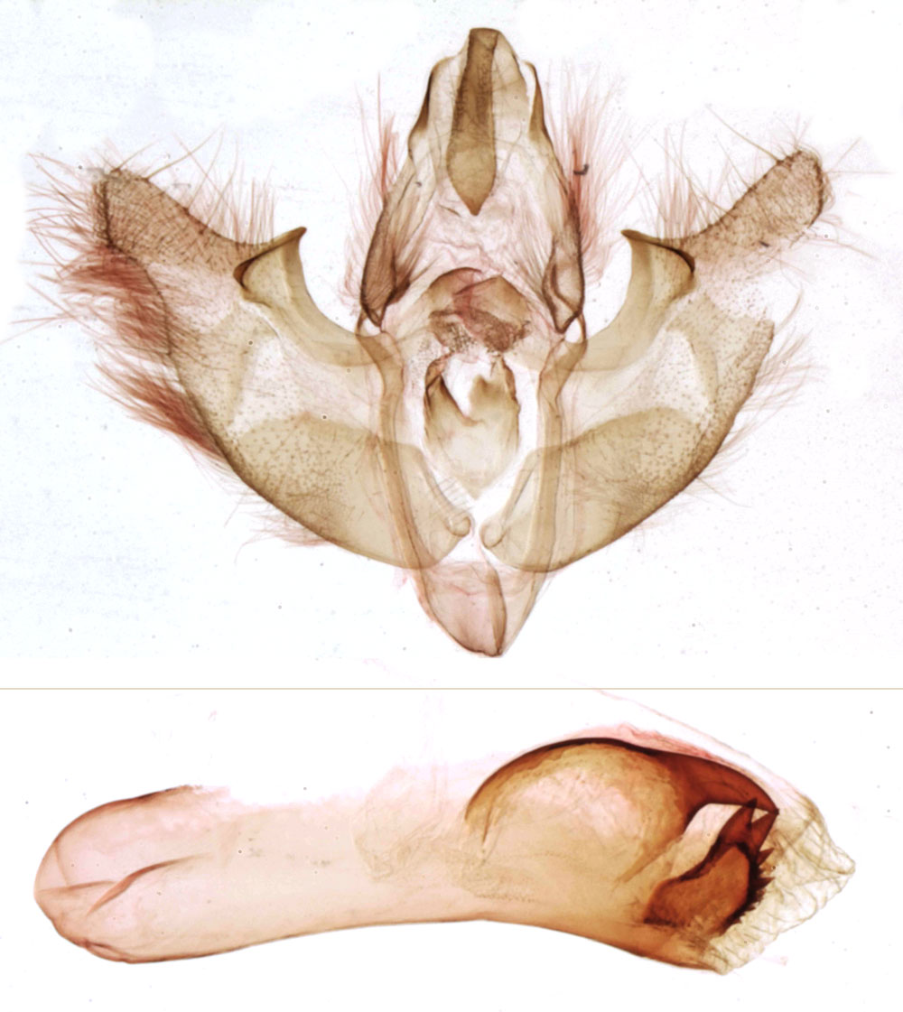 /filer/webapps/moths/media/images/E/etchecopari_Sciomesa_GMHT_MNHN_961.jpg
