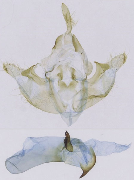 /filer/webapps/moths/media/images/E/etchecopari_Sciomesa_GM_Fiebig_245-2019.jpg