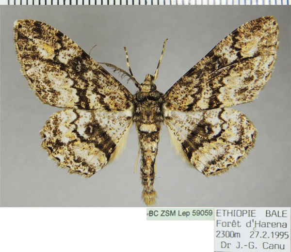 /filer/webapps/moths/media/images/E/etesiae_Cleora_AM_ZSMa.jpg