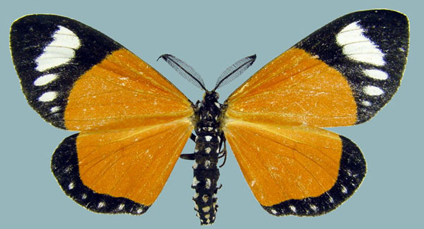 /filer/webapps/moths/media/images/E/ethelinda_Aletis_AM_ZSMa.jpg