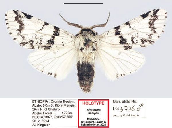 /filer/webapps/moths/media/images/E/ethiopica_Afrocerura_HT_Kingston.jpg