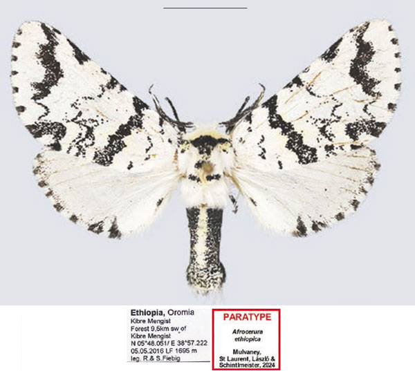 /filer/webapps/moths/media/images/E/ethiopica_Afrocerura_PTF_Fiebig.jpg
