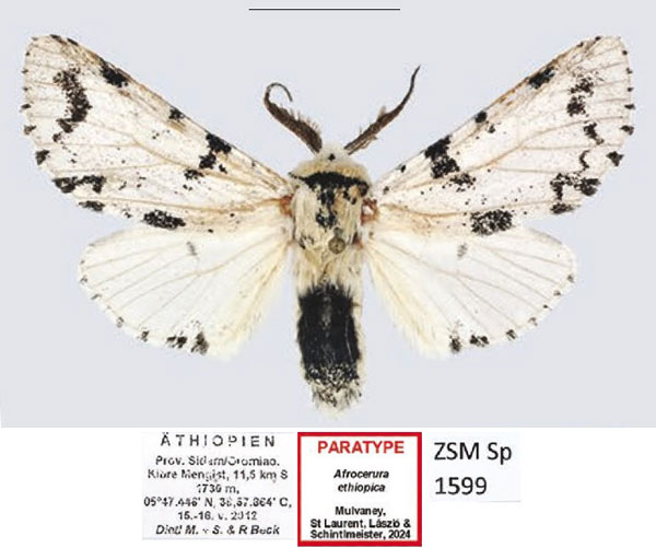 /filer/webapps/moths/media/images/E/ethiopica_Afrocerura_PTM_ZSM.jpg