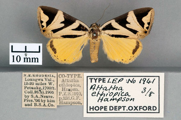 /filer/webapps/moths/media/images/E/ethiopica_Attatha_STF2_OUMNH_01.jpg