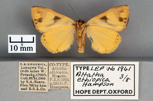/filer/webapps/moths/media/images/E/ethiopica_Attatha_STF2_OUMNH_02.jpg
