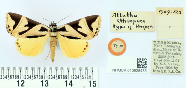 /filer/webapps/moths/media/images/E/ethiopica_Attatha_STF_BMNH.jpg