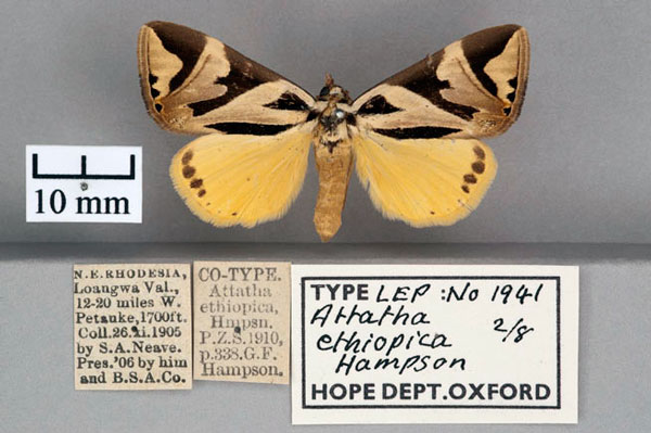 /filer/webapps/moths/media/images/E/ethiopica_Attatha_STF_OUMNH_01.jpg