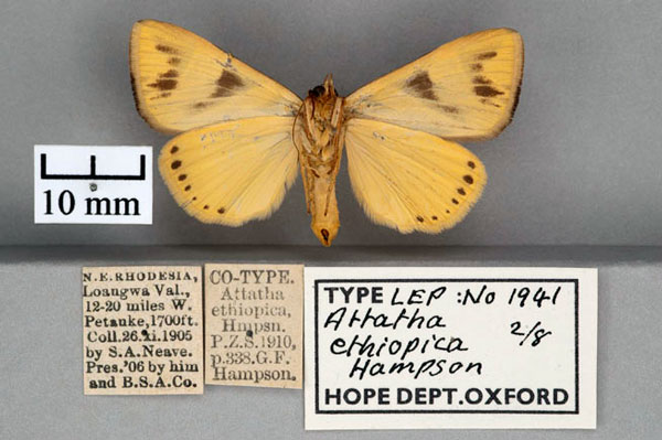 /filer/webapps/moths/media/images/E/ethiopica_Attatha_STF_OUMNH_02.jpg