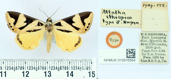 /filer/webapps/moths/media/images/E/ethiopica_Attatha_STM_BMNH.jpg
