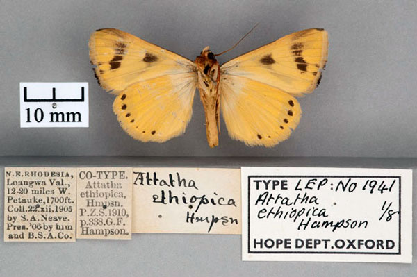 /filer/webapps/moths/media/images/E/ethiopica_Attatha_ST_OUMNH_02.jpg