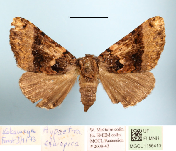 /filer/webapps/moths/media/images/E/ethiopica_Avatha_A_MGCLa_01.JPG