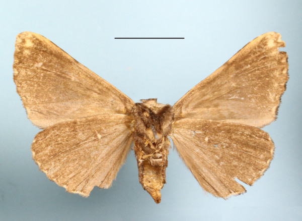 /filer/webapps/moths/media/images/E/ethiopica_Avatha_A_MGCLb_01.JPG