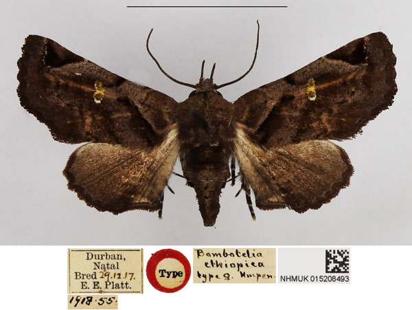 /filer/webapps/moths/media/images/E/ethiopica_Bombotelia_PT_NHMUK_01.jpg