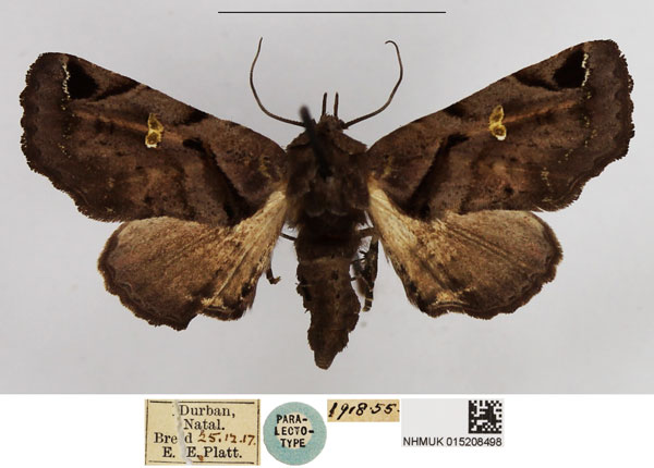 /filer/webapps/moths/media/images/E/ethiopica_Bombotelia_PT_NHMUK_02.jpg