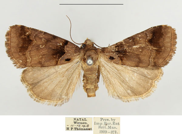 /filer/webapps/moths/media/images/E/ethiopica_Cretonia_AF_BMNH.jpg