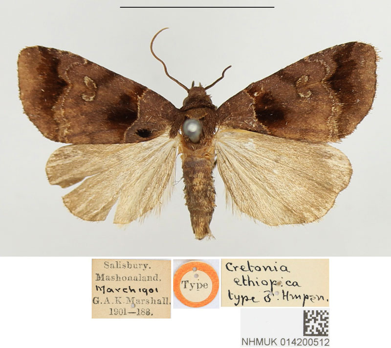 /filer/webapps/moths/media/images/E/ethiopica_Cretonia_STM_BMNH.jpg
