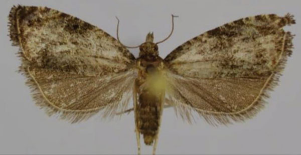 /filer/webapps/moths/media/images/E/ethiopica_Endothenia_AF_Trematerra.jpg