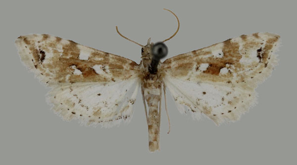 /filer/webapps/moths/media/images/E/ethiopica_Leucinodes_HT_Mally.jpg