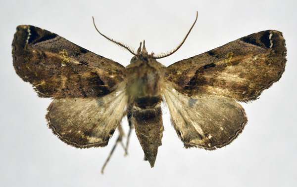 /filer/webapps/moths/media/images/E/ethiopica_Penicillaria_AF_NHMO.jpg