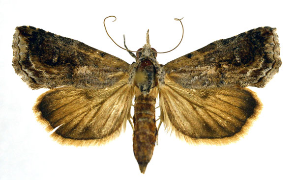 /filer/webapps/moths/media/images/E/ethiopica_Rhynchina_A_NHMO.jpg