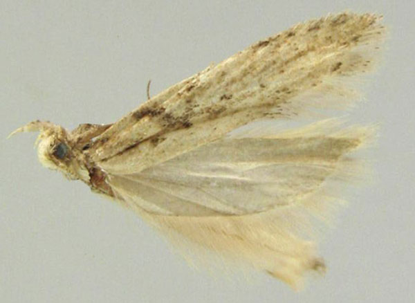 /filer/webapps/moths/media/images/E/ethiopica_Scrobipalpa_HT_ZMHB.jpg