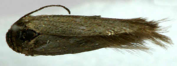 /filer/webapps/moths/media/images/E/ethiopica_Scythris_HT_ZMHB_02_fRiZHWL.jpg