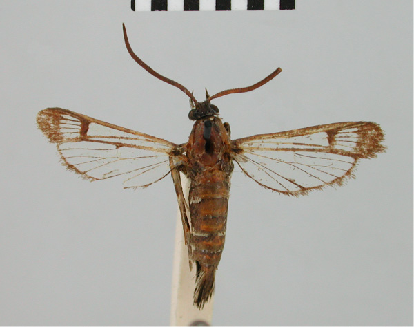 /filer/webapps/moths/media/images/E/ethiopica_Synanthedon_HT_BMNH.jpg