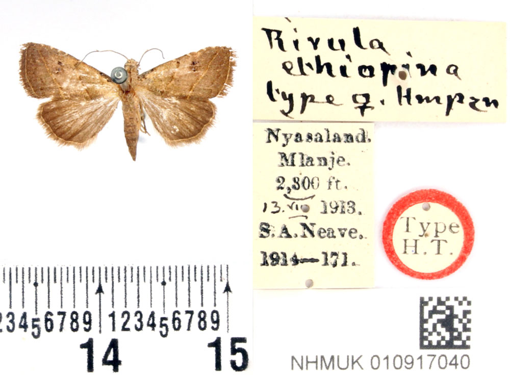 /filer/webapps/moths/media/images/E/ethiopina_Rivula_STF_BMNH.jpg