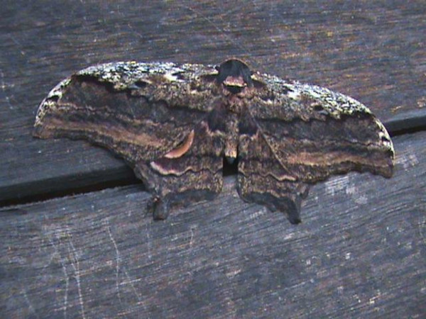 /filer/webapps/moths/media/images/E/ethra_ogoouensis_Athletes_A_Guyonnet.jpg