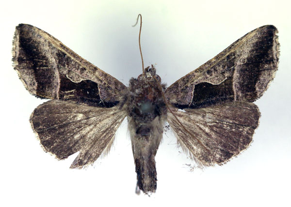 /filer/webapps/moths/media/images/E/etiennei_Agrapha_AM_RMCA.jpg