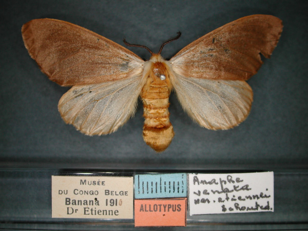 /filer/webapps/moths/media/images/E/etiennei_Anaphe_AT_RMCA_01.jpg