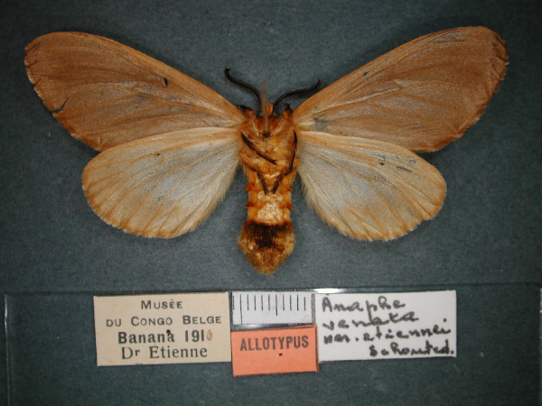 /filer/webapps/moths/media/images/E/etiennei_Anaphe_AT_RMCA_02.jpg