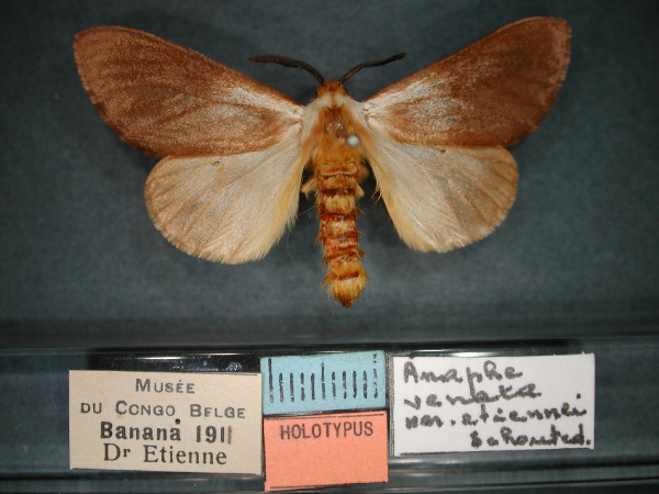 /filer/webapps/moths/media/images/E/etiennei_Anaphe_HT_RMCA_01.jpg