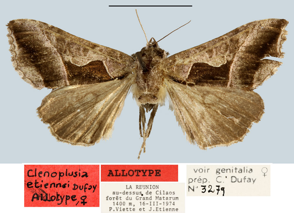 /filer/webapps/moths/media/images/E/etiennei_Ctenoplusia_AT_MNHN.jpg