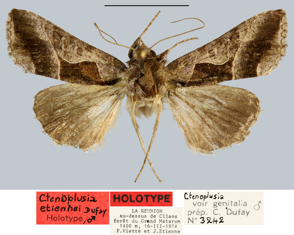 /filer/webapps/moths/media/images/E/etiennei_Ctenoplusia_HT_MNHN.jpg