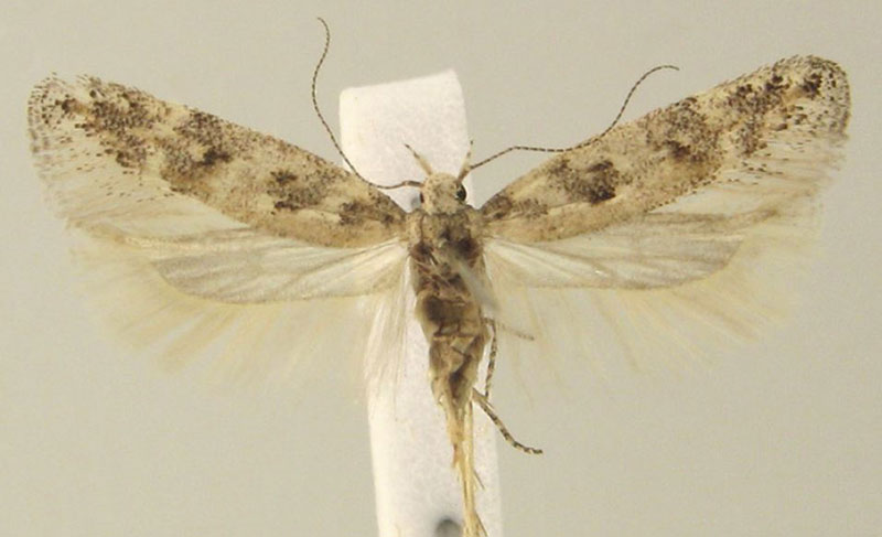 /filer/webapps/moths/media/images/E/etoshensis_Scrobipalpa_HT_KLMK.jpg