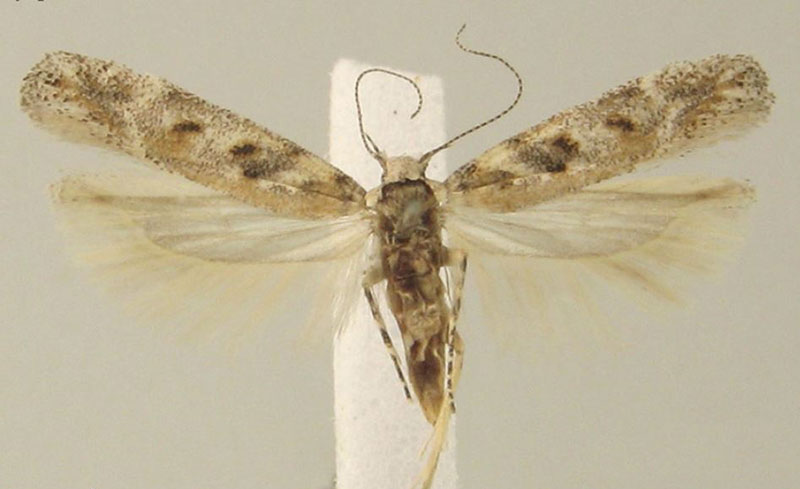 /filer/webapps/moths/media/images/E/etoshensis_Scrobipalpa_PTM_KLMK.jpg