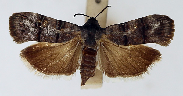 /filer/webapps/moths/media/images/E/eucallynta_Nigilgia_AF_TMSA_01.jpg