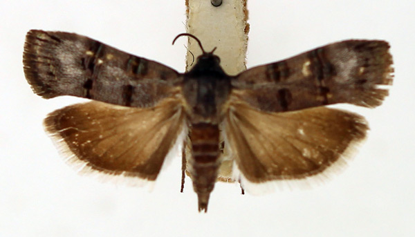 /filer/webapps/moths/media/images/E/eucallynta_Nigilgia_AF_TMSA_02.jpg