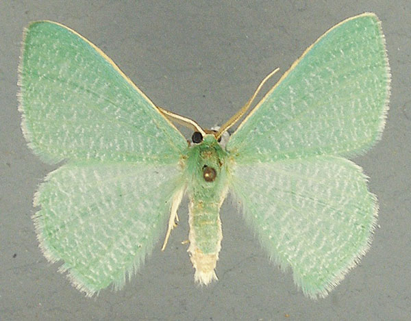 /filer/webapps/moths/media/images/E/eucela_Chlorocoma_AM_TMSA.jpg