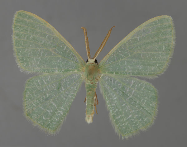 /filer/webapps/moths/media/images/E/eucela_Chlorocoma_A_ZSM_01.jpg