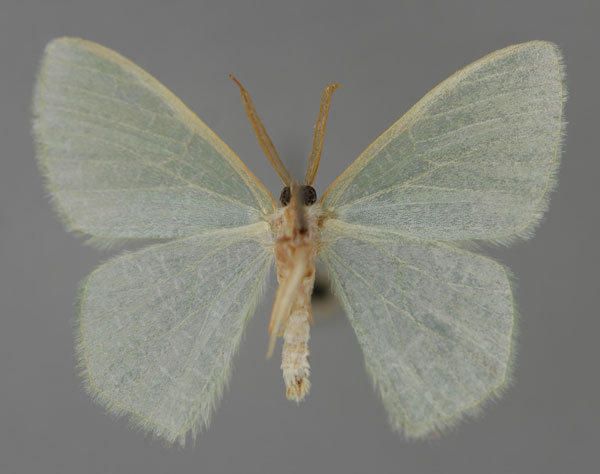 /filer/webapps/moths/media/images/E/eucela_Chlorocoma_A_ZSM_02.jpg