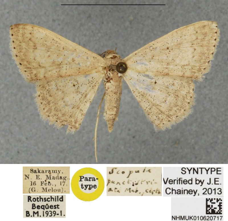 /filer/webapps/moths/media/images/E/eucentra_Scopula_STF_BMNHa.jpg